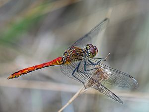 Sympetrum sanguineum M