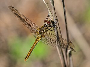 Sympetrum sanguineum M