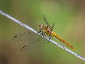 Sympetrum sanguineum M