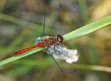 Sympetrum sanguineum M