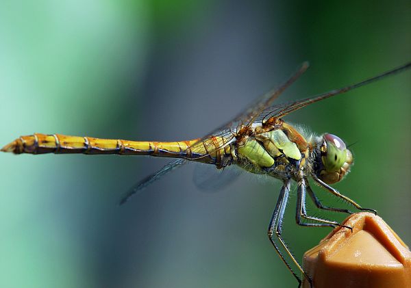 Sympetrum striolatum M