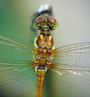 Sympetrum striolatum