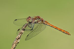 Sympetrum striolatum W