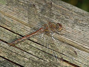 Sympetrum striolatum W