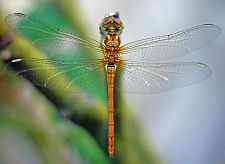 Sympetrum striolatum M