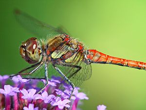 Sympetrum vulgatum M