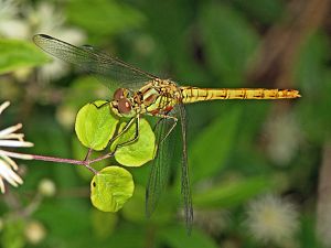 Sympetrum vulgatum W