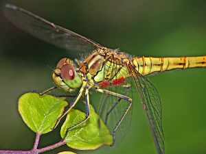 Sympetrum vulgatum W