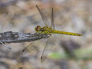 Sympetrum vulgatum W