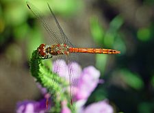 Sympetrum vulgatum M