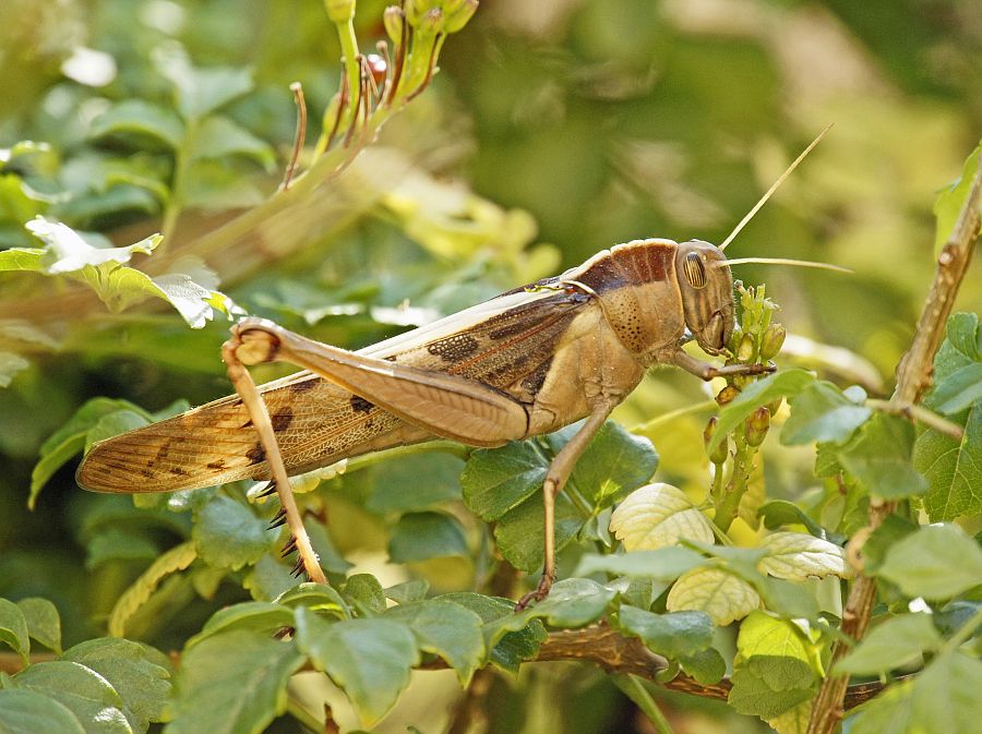 Acanthacris ruficornis citrina