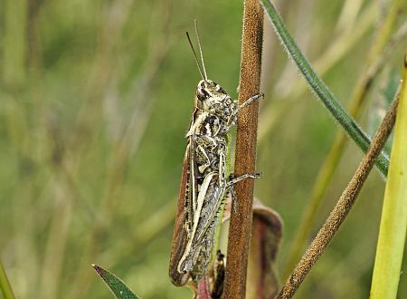 Chorthippus apricarius