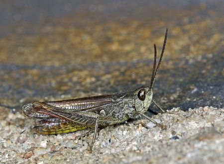 Chorthippus brunneus