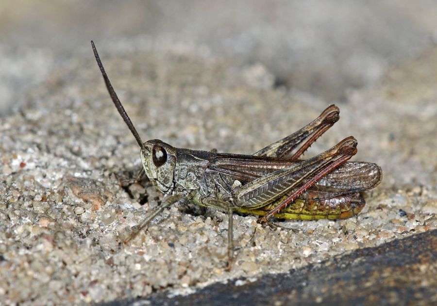 Chorthippus brunneus