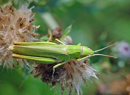 Chorthippus dorsatus