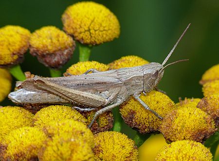 Chorthippus dorsatus