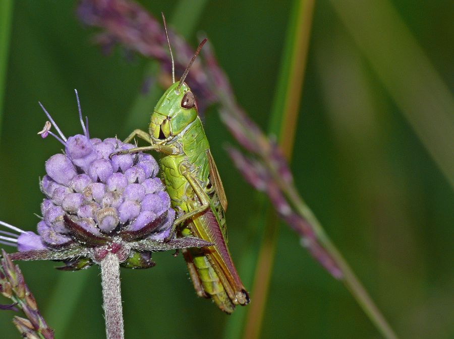 Chorthippus paralleus