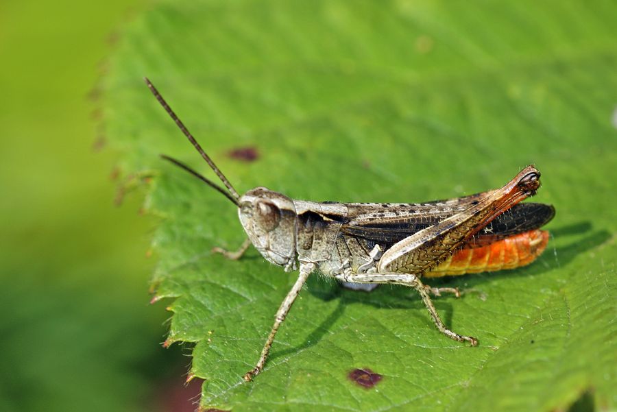 Chorthippus vagans