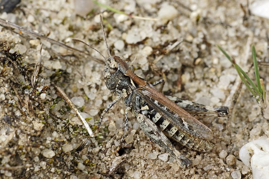 Dociostaurus brevicollis