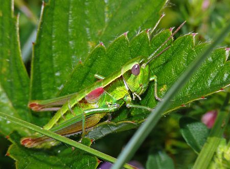 Euthystira brachyptera