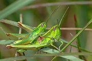 Chrysochraon dispar