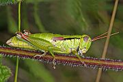 Mecostethus parapleurus