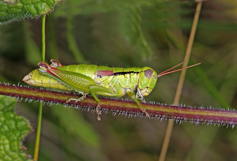 Mecostethus parapleurus