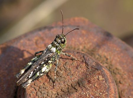 Myrmeleotettix maculatus