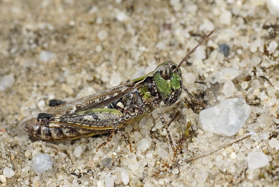 Myrmeleotettix maculatus