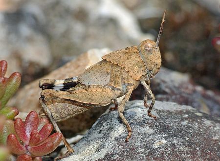 Oedipoda caerulescens