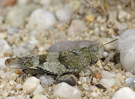 Sphingonotus caerulans