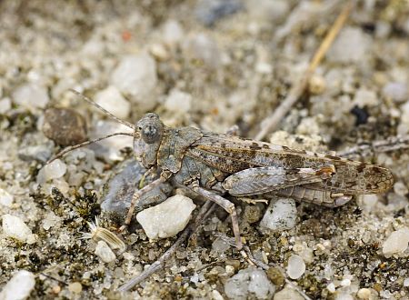 Sphingonotus caerulans