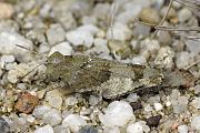 Sphingonotus caerulans