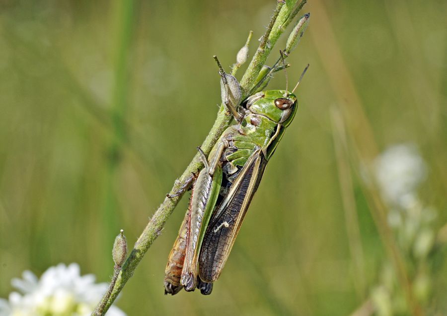 Stenobothrus lineatus