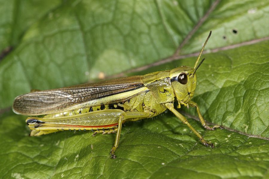 Stetophyma grossum