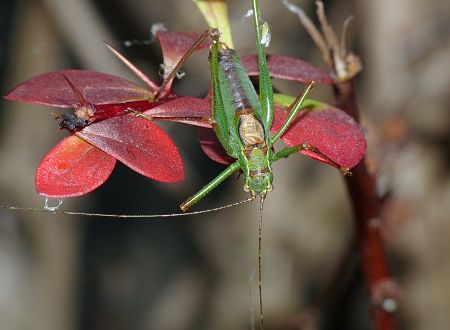 Barbitistes serricauda