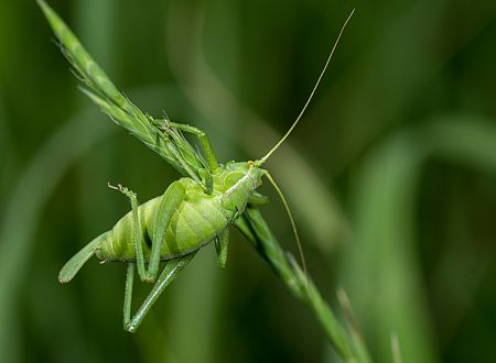 Barbitistes serricauda