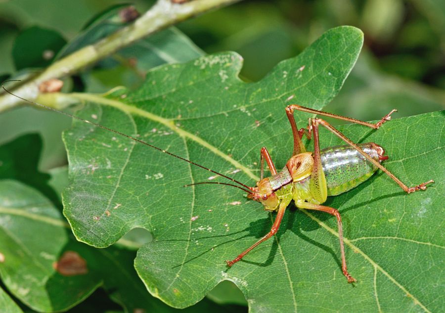 Barbitistes serricauda