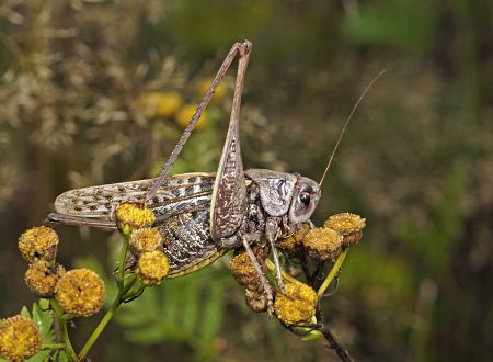 Decticus verrucivorus