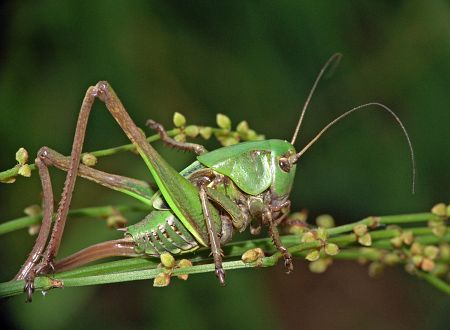 Decticus verrucivorus