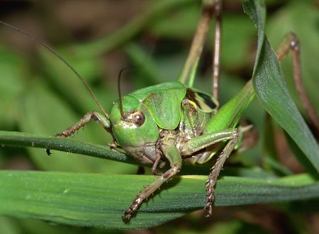 Decticus verrucivorus