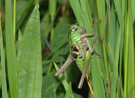 Decticus verrucivorus