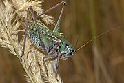 Decticus verrucivorus