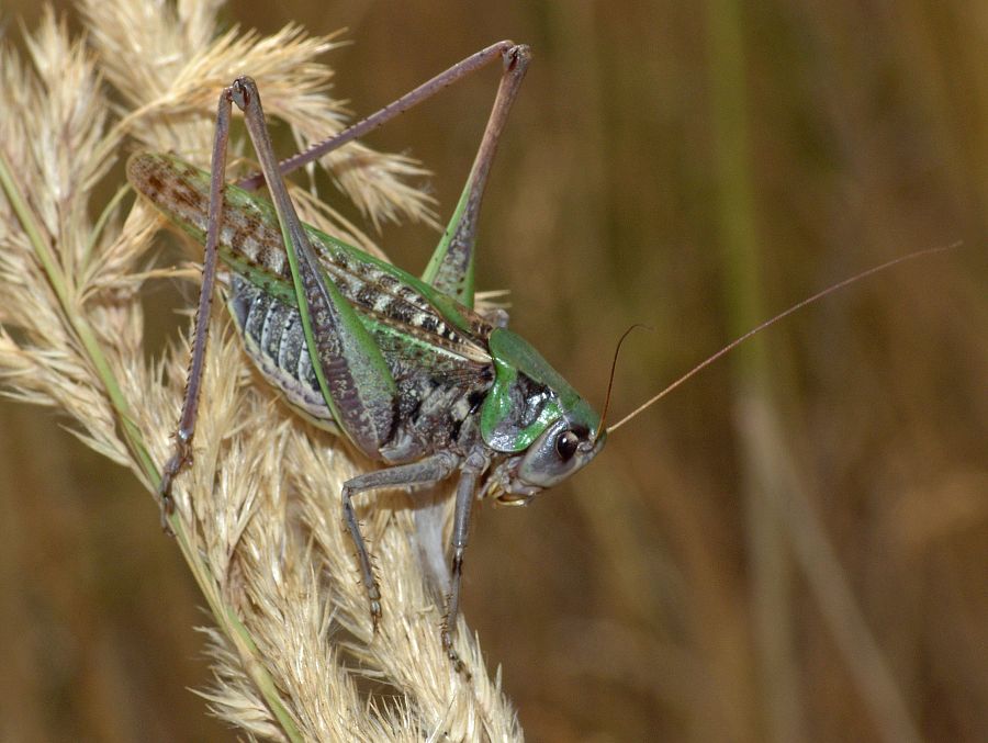 Decticus verrucivorus