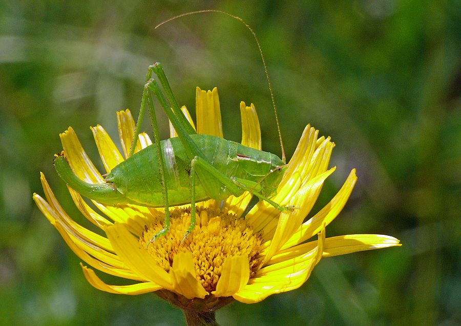 Isophya krausii