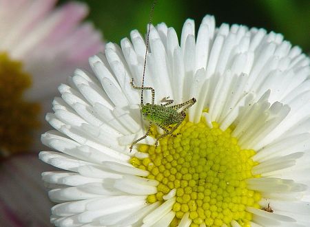 Leptophyes punctatissima