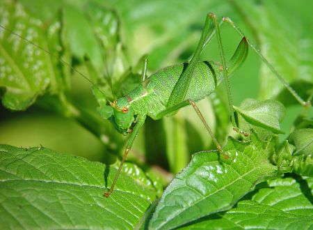 Leptophyes punctatissima