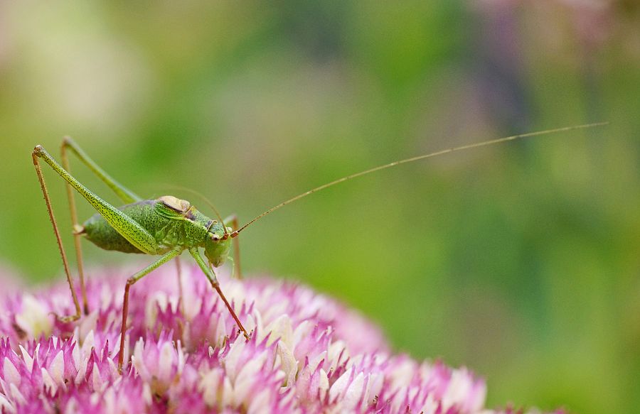 Leptophyes punctatissima