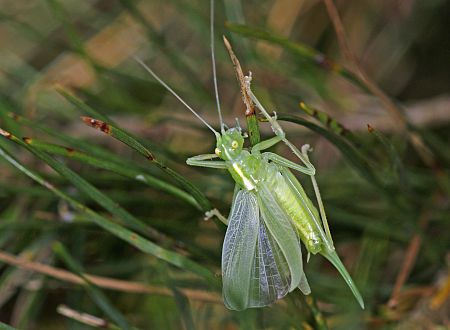 Meconema thalassinum