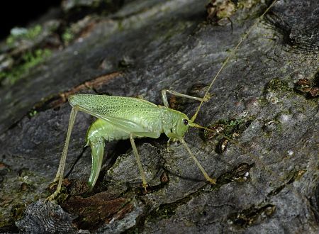 Meconema thalassinum